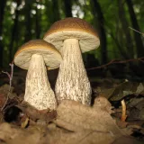 Kozák habrový (Leccinum pseudoscabrum) od vlk