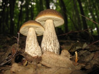 Kozák habrový (Leccinum pseudoscabrum) od vlk