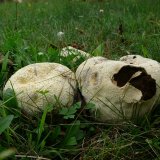 Pýchavka dlabaná (Lycoperdon utriforme) od Tony52