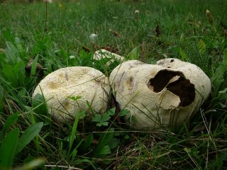 Pýchavka dlabaná (Lycoperdon utriforme) od Tony52