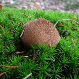 Pýchavka huňatá (Lycoperdon umbrinum) od Tony52