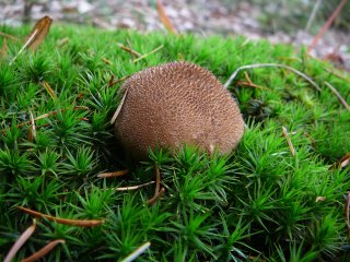 Pýchavka huňatá (Lycoperdon umbrinum) od Tony52