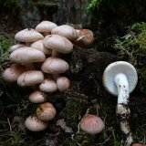 Třepenitka cihlová (Hypholoma lateritium) od Tony52