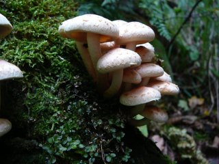 Třepenitka cihlová (Hypholoma lateritium) od Tony52