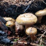 Čechratka podvinutá (Paxillus involutus) od Kamila