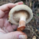 Čechratka podvinutá (Paxillus involutus) od Kamila