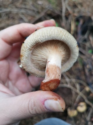 Čechratka podvinutá (Paxillus involutus) od Kamila