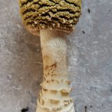 Muchomůrka královská (Amanita regalis) od Kamila