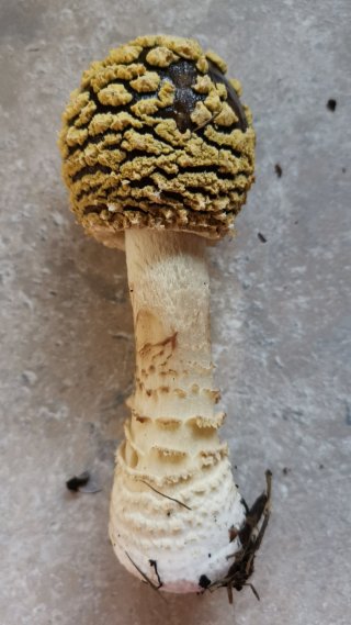 Muchomůrka královská (Amanita regalis) od Kamila