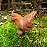 Ucháč čepcovitý (Gyromitra infula) od MV
