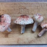 Muchomůrka růžovka (Amanita rubescens) od Kamila