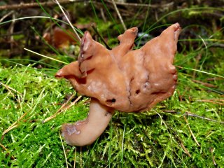 Ucháč čepcovitý (Gyromitra infula) od MV