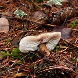 Penízovka máslová (Rhodocollybia butyracea) od MV