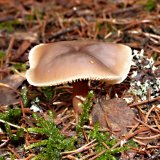 Penízovka máslová (Rhodocollybia butyracea) od MV