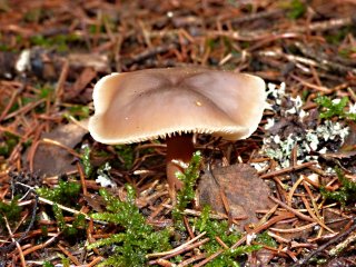 Penízovka máslová (Rhodocollybia butyracea) od MV