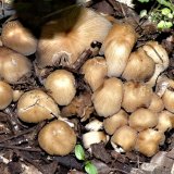 Hnojník třpytivý (Coprinellus micaceus) od MV