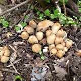 Hnojník třpytivý (Coprinellus micaceus) od MV