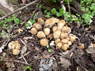 Hnojník třpytivý (Coprinellus micaceus) od MV