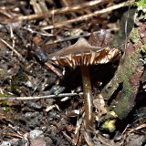 Závojenka jarní (Entoloma vernum) od MV