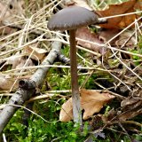 Závojenka jarní (Entoloma vernum) od MV