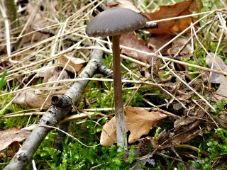 Závojenka jarní (Entoloma vernum) od MV