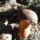 Hřib hnědý (Boletus badius) od Maydalenna