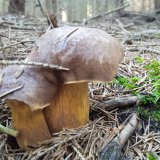 Hřib hnědý (Boletus badius) od Maydalenna