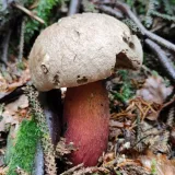 Hřib kříšť (Caloboletus calopus) od ml