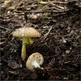 Bedla ostrošupinná (Lepiota aspera) od vevanek