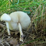 Bedla zardělá (Leucoagaricus leucothites) od vevanek