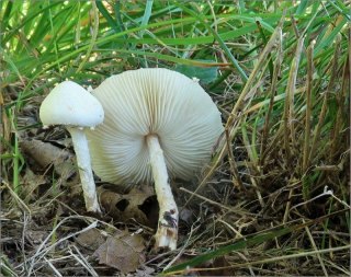 Bedla zardělá (Leucoagaricus leucothites) od vevanek