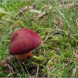 Hřib červený (Hortiboletus rubellus) od vevanek