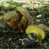 Hřib modračka (Cyanoboletus pulverulentus) od vevanek