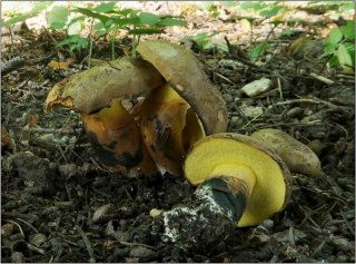 Hřib modračka (Cyanoboletus pulverulentus) od vevanek