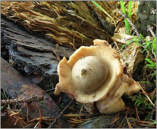 Hvězdovka trojitá (Geastrum triplex) od vevanek