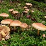 Penízovka hřebílkatá (Gymnopus peronatus) od vevanek