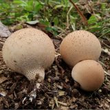 Pýchavka hruškovitá (Lycoperdon pyriforme) od vevanek