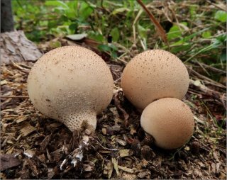 Pýchavka hruškovitá (Lycoperdon pyriforme) od vevanek