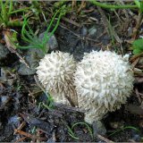 Pýchavka ježatá (Lycoperdon echinatum) od vevanek