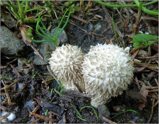 Pýchavka ježatá (Lycoperdon echinatum) od vevanek