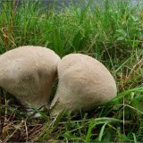 Pýchavka stlačená (Lycoperdon pratense) od vevanek