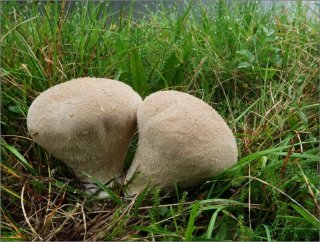 Pýchavka stlačená (Lycoperdon pratense) od vevanek