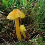 Voskovka citronová (Hygrocybe chlorophana) od vevanek