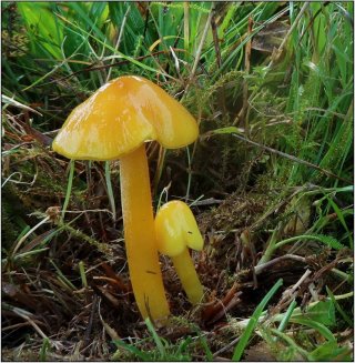 Voskovka citronová (Hygrocybe chlorophana) od vevanek