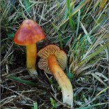 Voskovka granátová (Hygrocybe punicea) od vevanek