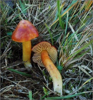 Voskovka granátová (Hygrocybe punicea) od vevanek