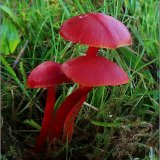 Voskovka šarlatová (Hygrocybe coccinea) od vevanek