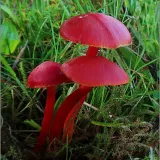 Voskovka šarlatová (Hygrocybe coccinea) od vevanek