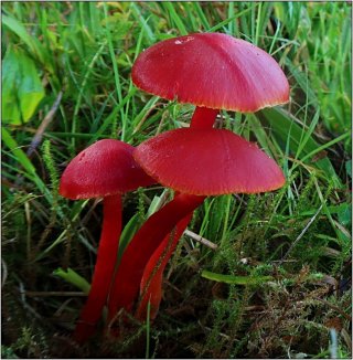 Voskovka šarlatová (Hygrocybe coccinea) od vevanek