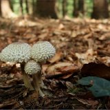 Bedla dívčí (Leucoagaricus nympharum) od vevanek